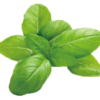 Italian Basil - Image 2