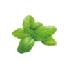 Italian Basil